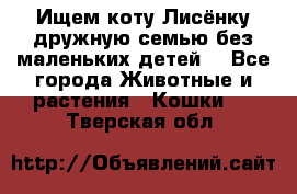 Ищем коту Лисёнку дружную семью без маленьких детей  - Все города Животные и растения » Кошки   . Тверская обл.